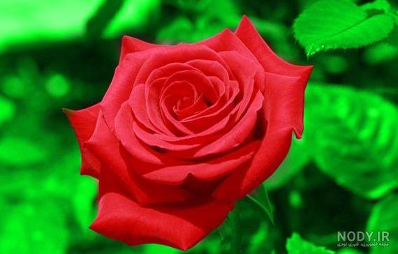 گالری عکس گل زیبا برای پروفایل و بکگراند با کیفیت - ستاره گالری عکس گل زیبا برای پروفایل و بکگراند با کیفیت - ستاره