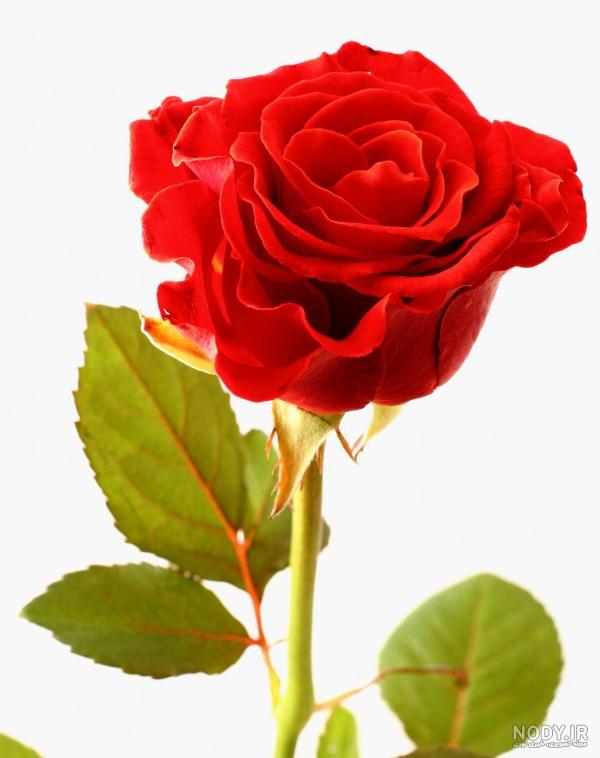 گالری عکس گل زیبا برای پروفایل و بکگراند با کیفیت - ستاره گالری عکس گل زیبا برای پروفایل و بکگراند با کیفیت - ستاره