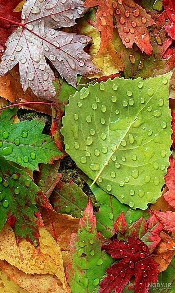 Nature Home Screen Wallpaper Hd - 900x1600 - Download HD Wallpaper ... Nature Home Screen Wallpaper Hd - 900x1600 - Download HD Wallpaper ...