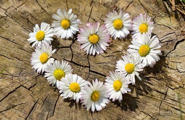 100 عکس گل های زیبا و قشنگ برای پروفایل | عکس پروفایل گل رز