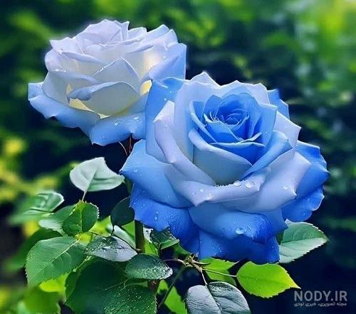 50 عکس گل و پروفایل گل زیبا برای واتساپ و تلگرام - Tjoor 50 عکس گل و پروفایل گل زیبا برای واتساپ و تلگرام - Tjoor