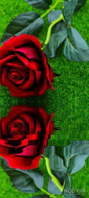 بایگانی‌های عکس گل رز قرمز برای پروفایل - کامل (مولیزی)