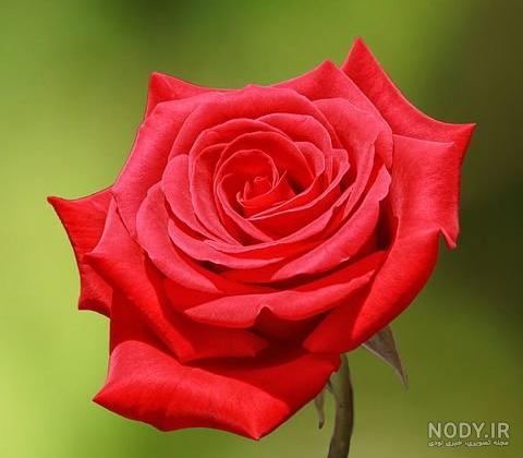 دانلود عکس گل سرخ برای پروفایل دانلود عکس گل سرخ برای پروفایل