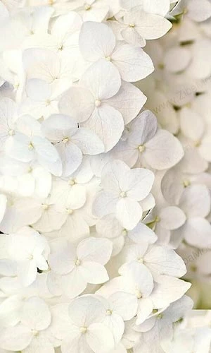 عکس برای تصویر زمینه گوشی سیاه سفید عکس برای تصویر زمینه گوشی سیاه سفید