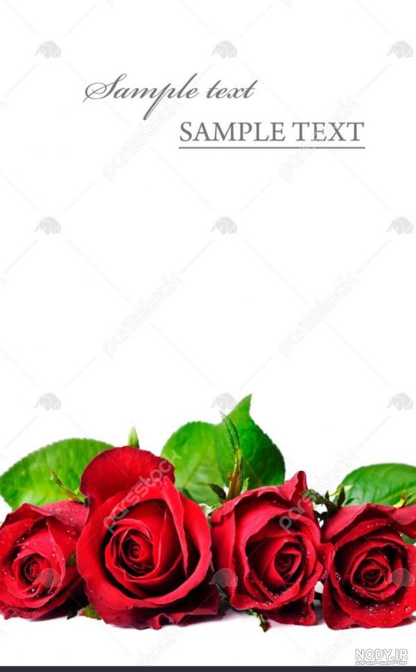 عکس گل 1401 | عکس گل برای پروفایل شاد | عکس گل برای پروفایل شاد ... عکس گل 1401 | عکس گل برای پروفایل شاد | عکس گل برای پروفایل شاد ...