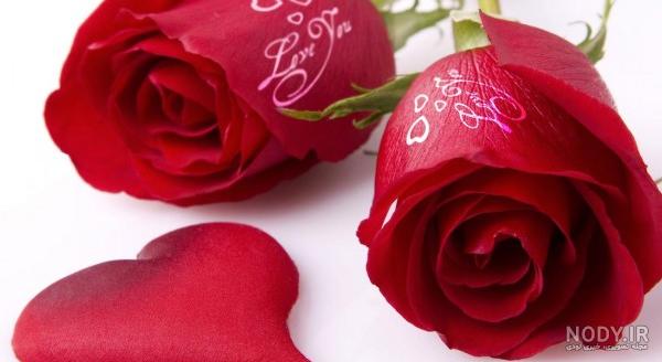 گالری عکس گل رز قرمز؛ عکس هایی جدید و فوق العاده برای پروفایل - ستاره گالری عکس گل رز قرمز؛ عکس هایی جدید و فوق العاده برای پروفایل - ستاره
