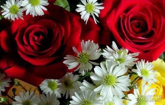 عکس گل برای پروفایل؛ مجموعه‌ای از عکس‌های جذاب برای پروفایل - ستاره