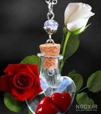 عکس گل رز برای پروفایل تلگرام و اینستاگرام • مجله تصویر زندگی