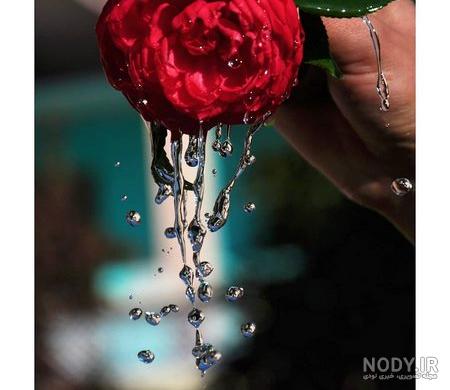 100 عکس گل های زیبا و قشنگ برای پروفایل | عکس پروفایل گل رز