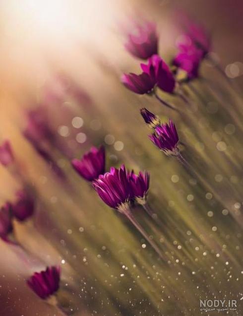 دانلود عکس گل برای پروفایل اینستاگرام - عکس نودی