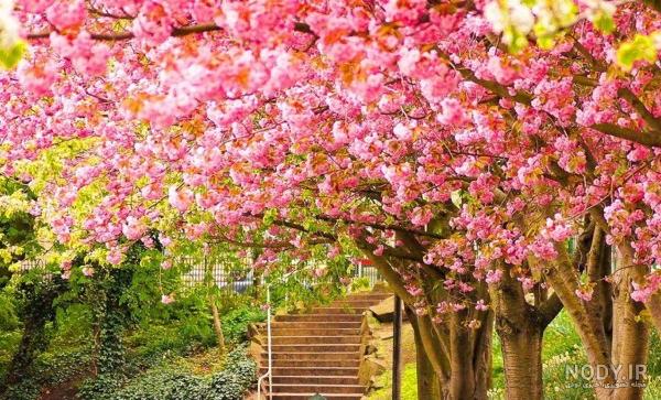 عکس تصویر زمینه طبیعت بهار عکس تصویر زمینه طبیعت بهار