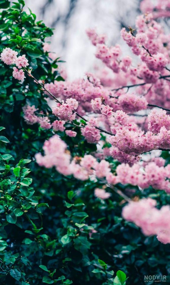 عکس تصویر زمینه طبیعت بهار عکس تصویر زمینه طبیعت بهار