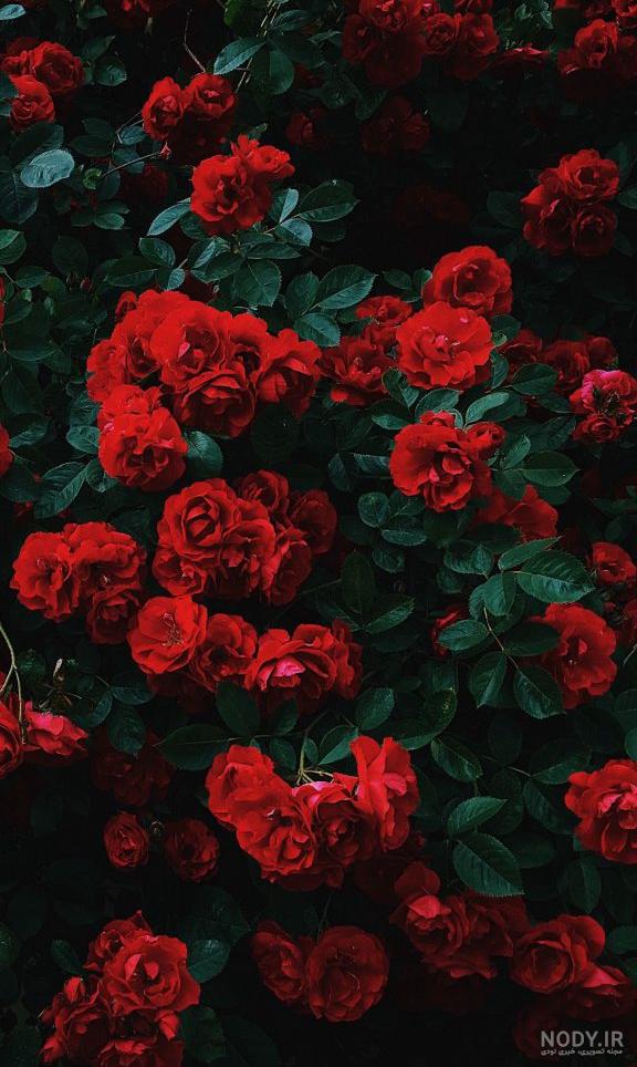 عکس های تصویر زمینه گل رز قرمز برای پس زمینه گوشی و موبایل