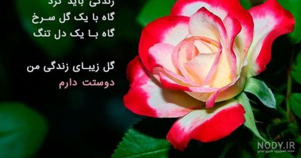 عکس های عاشقانه گل - عکس نودی