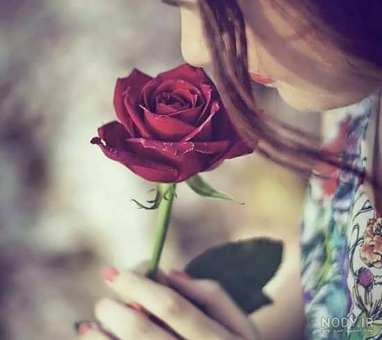 عکس پروفایل گل های رز زیبا و رویایی عاشقانه [فانتزی و جدید]