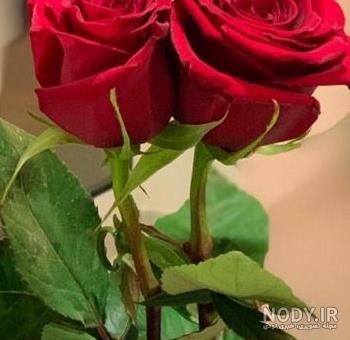 عکس پروفایل گل زیبا و شیک، خاص و جدید دخترانه برای واتساپ و تلگرام