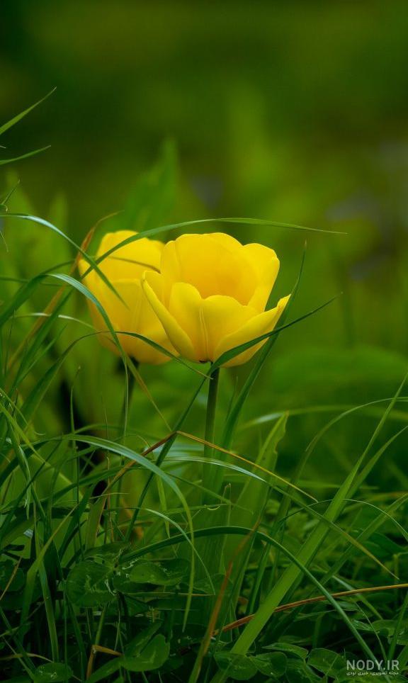 عکس گل برای تصویر زمینه ی گوشی