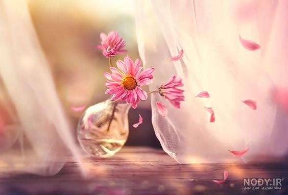 عکس گل برای پروفایل ، عکسهای فانتزی گل های زیبا برای پروفایل ...
