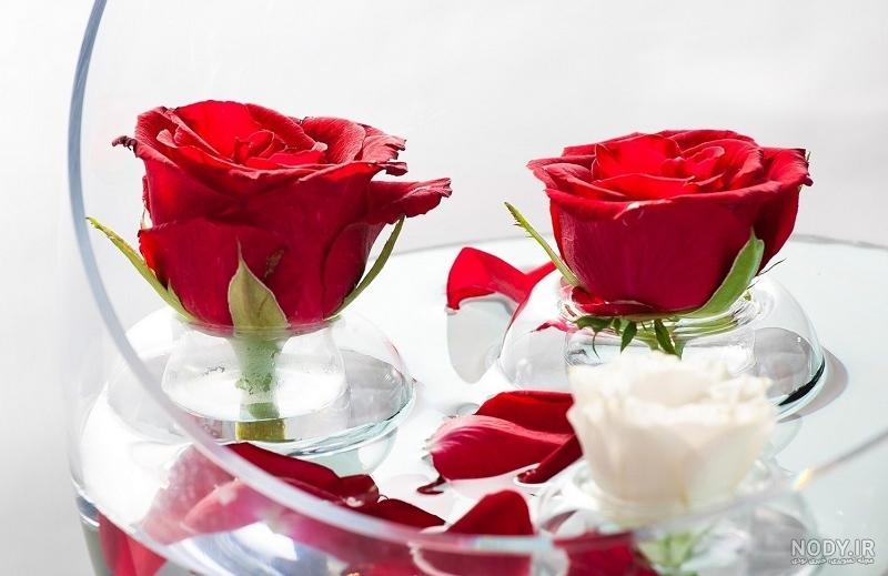 عکس گل رز سیاه عاشقانه و بسیار زیبا و کم یاب