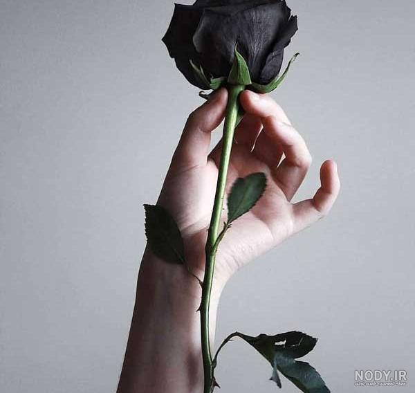 عکس گل رز پروفایل