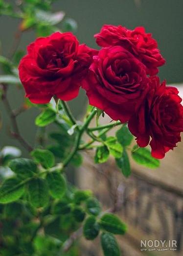 عکس گل های زیبا برای پروفایل تلگرام