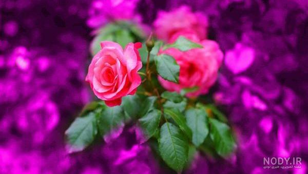 عکس گل زیبا پروفایل تلگرام - کامل (مولیزی)