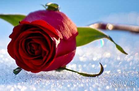 عکس گل عاشقانه برای پروفایل واتساپ