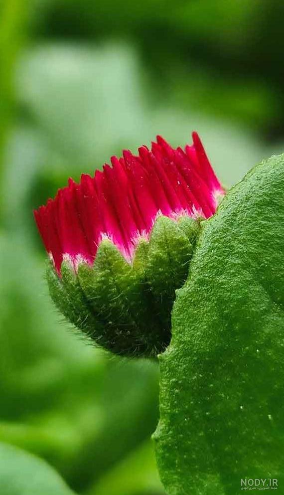 دانلود تصویر گل برای پروفایل