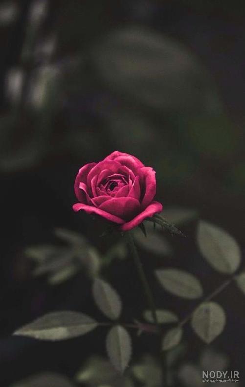 دانلود عکس گل برای پروفایل روبیکا