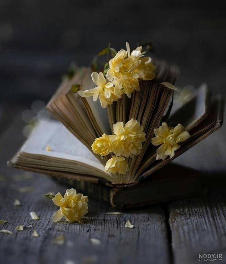 زیبا عکس گل رز قرمز مخملی ۱۴۰۰ - عکس نودی