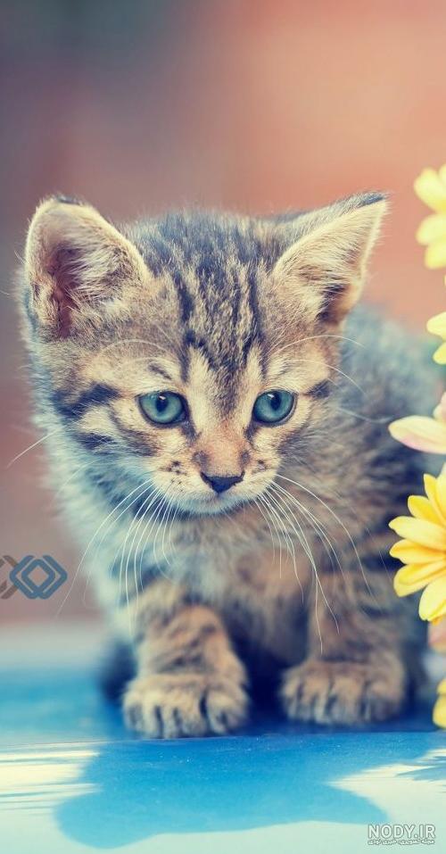 عکس تصویر زمینه حیوان عکس تصویر زمینه حیوان