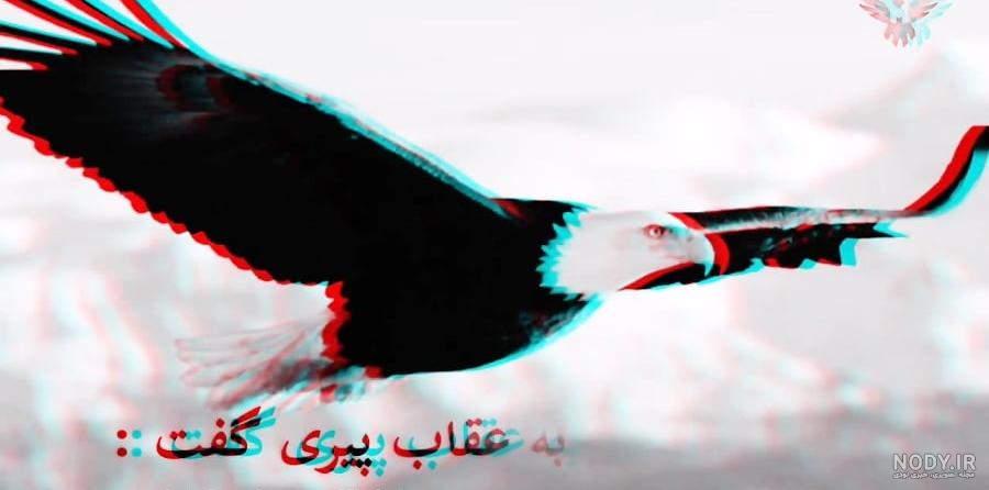عکس عقاب برای پروفایل