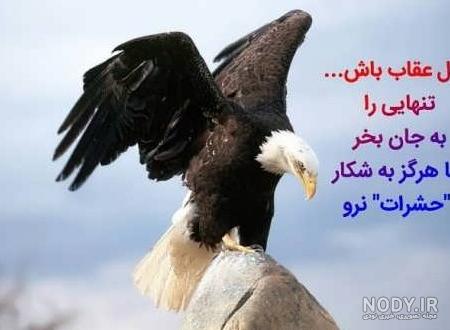عکس عقاب زیبا برای تصویر زمینه - عکس نودی