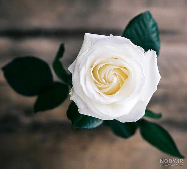 عکس پروفایل شاد گل رز