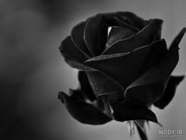 عکس پروفایل غمگین گل مشکی - عکس نودی