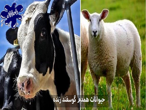 عکس گاو ماده و نر - عکس نودی عکس گاو ماده و نر - عکس نودی