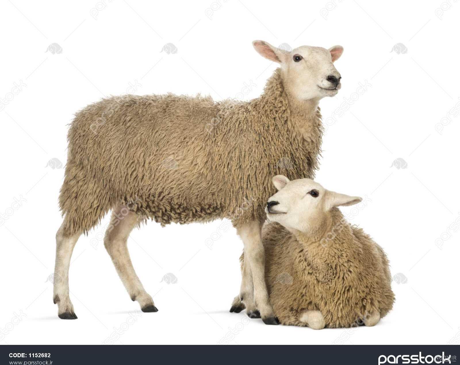 عکس گاو و گوساله - عکس نودی عکس گاو و گوساله - عکس نودی