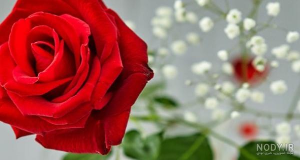 عکس گل برای پروفایل ، عکسهای فانتزی گل های زیبا برای پروفایل ...