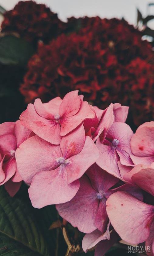 عکس گل برای پروفایل برای شاد - عکس نودی