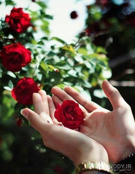 عکس گل برای پروفایل خاص عکس گل برای پروفایل خاص