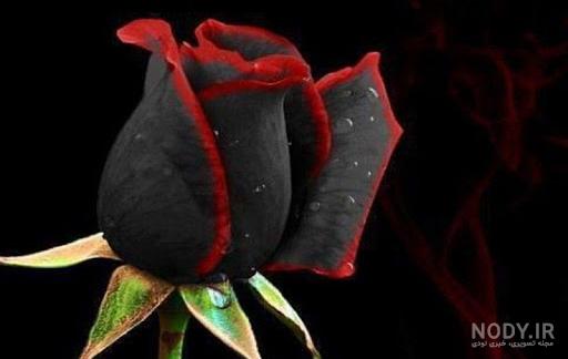 عکس گل برای پروفایل شاد دخترونه جدید - عکس نودی