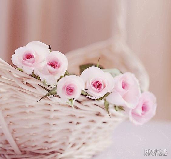 عکس گل برای پروفایل | عکس گل برای پروفایل واتساپ دخترانه | عکس گل ...
