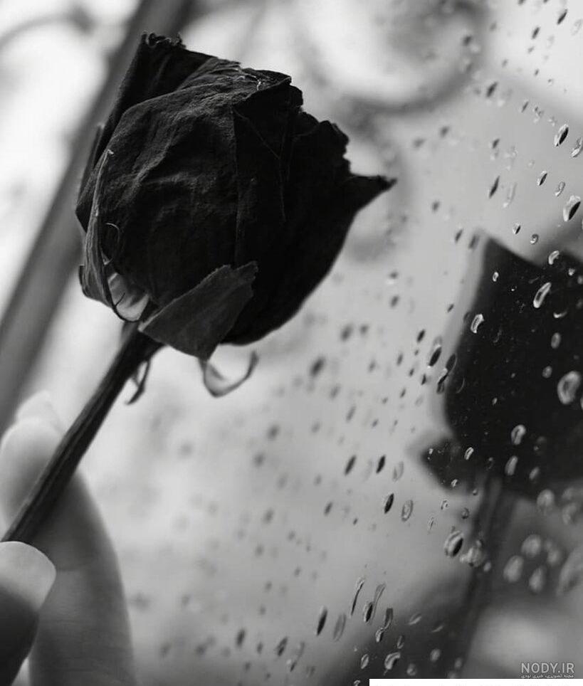 عکس گل برای پروفایل پسرانه