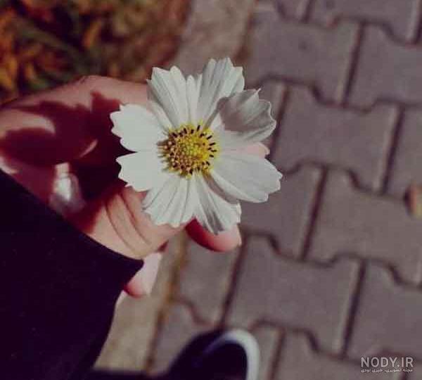 عکس گل برای پروفایل؛ مجموعه‌ای از عکس‌های جذاب برای پروفایل - ستاره