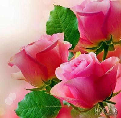 عکس گل رز برای پروفایل