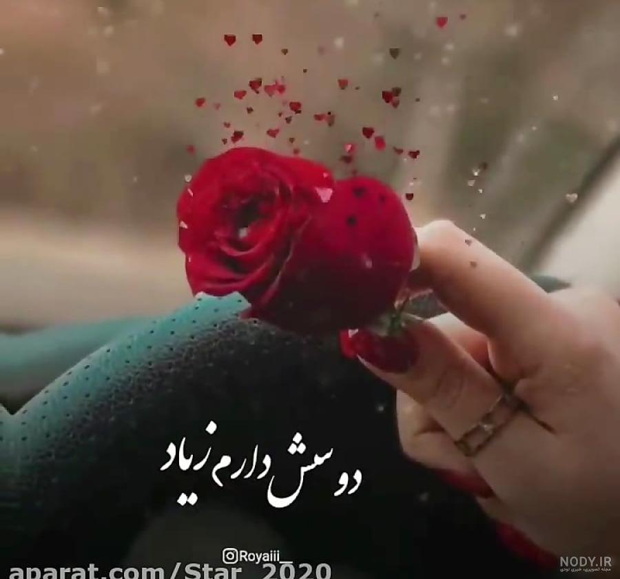 عکس گل رز برای پروفایل اینستاگرام، تلگرام و واتساپ