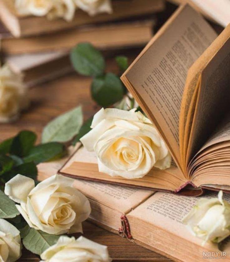 عکس گل رز برای پروفایل تلگرام و اینستاگرام • مجله تصویر زندگی