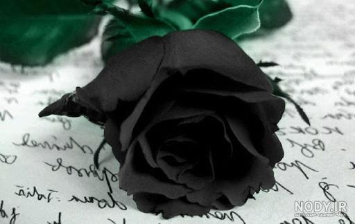 عکس گل رز برای پروفایل تلگرام و اینستاگرام • مجله تصویر زندگی