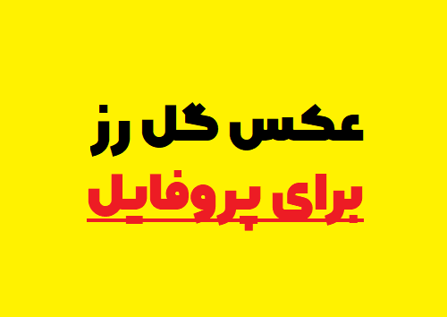 عکس گل رز برای پروفایل شاد