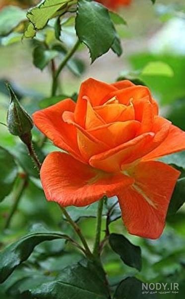عکس گل شاد برای پروفایل